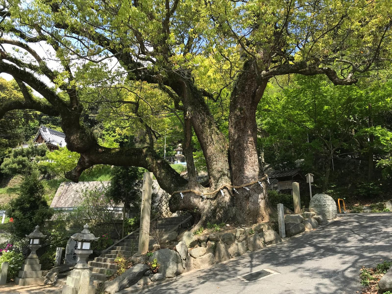 Serene Japanese Shrine Interior with Lanterns